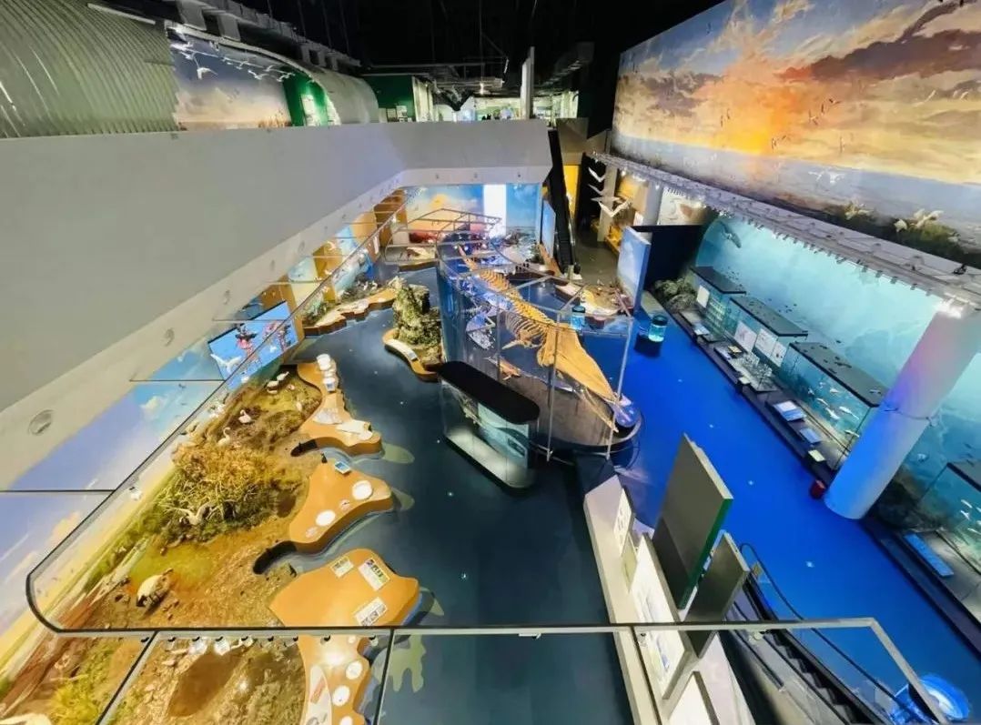 展厅设计｜黄海湿地博物馆设计插图7